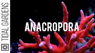 Anacropora Coral Care Tips [upl. by Jerold]