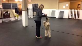 Dorice Stancher and Krista the Wheaten Terrier [upl. by Annawak]