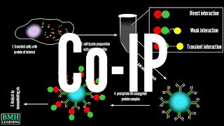 CoImmunoprecipitation  CoIP  Co Immunoprecipitation protein protein interaction [upl. by Brandais]