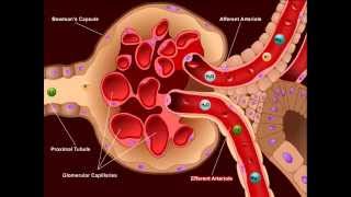 USMLE® Step 1 High Yield Nephrology Diuretics [upl. by Heymann]