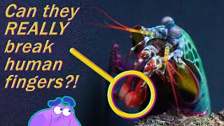 How the Mantis Shrimp Can Punch Through Glass  Alien Ocean [upl. by Rocher]