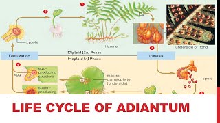 11 Biology  Chapter 09  Lecture 15  Class Filicinae  Life Cycle of Adiantum [upl. by Ahsenwahs]