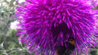 Nodding Thistle Carduus Nutans  Musk Thistle  20120612 [upl. by Eelrak991]