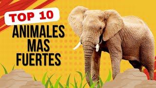 Los 10 Animales Más Fuertes del Mundo 🌍  Sorprendentes Gigantes del Reino Animal [upl. by Aisenet]