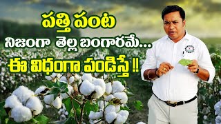 పత్తి పంట నిజంగా తెల్ల బంగారమే ఈ విధంగా పండిస్తే oxyvegCotton special Earlycrop setting pest [upl. by Ecirehc]