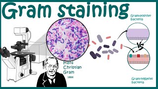 GRAM STAINING  Gram staining protocol  Bacterial Staining Technique  Microbiology [upl. by Dede806]