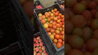 waltham field community farm farming fall raining harvesting tomato october 2024 [upl. by Gefen]