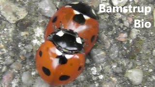 Syvplettet mariehøne Coccinella septempunctata  parring [upl. by Skiba]