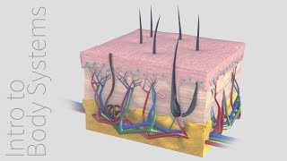 Introduction to the Integumentary System  Animated Tutorial  Complete Anatomy [upl. by Keyek]