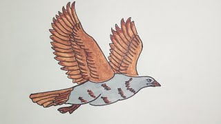 drawing flying eagle [upl. by Casandra]