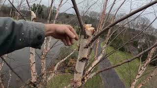 River Birch pruning [upl. by Reynolds]