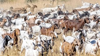 How Do Australian Farmers Raise Millions Of Goats  Australian Farming [upl. by Engle]