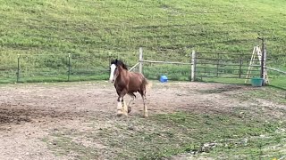 CLYDESDALE HORSE UPDATE  Oliver Video Compilation [upl. by Ban]