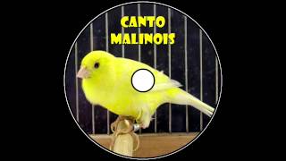 Canto Canario Malinois [upl. by Cattier]