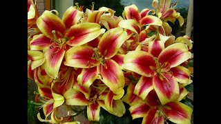 How we grow beautiful perfumed Oriental Lilies in pots and in borders [upl. by Jopa]