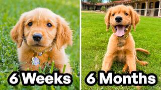 The First 6 Months of My Puppys Life 🐶 [upl. by Nesyrb]