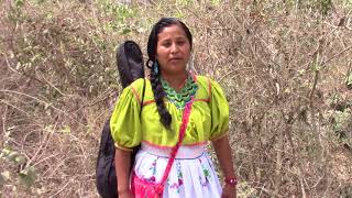 Cultura MusicalHuichol de La Sierra Video Oficial 2017 [upl. by Yhtrod]