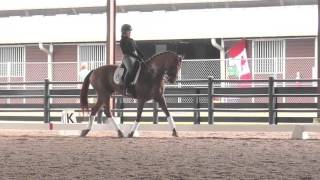 Steffen Peters Developing Cadence [upl. by Ilesara32]