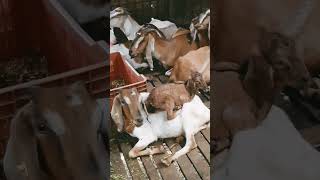 In Every Living Creatures Mother Love is Unmatchable 💕💓 subscribe shortvideo viral shorts [upl. by Yedoc885]