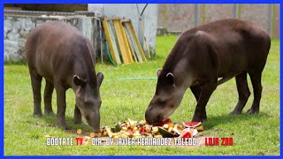 Ecuadorian Tapir  Hermosos Animales Rescatados  Ecuador Ama La Vida [upl. by Sauncho879]