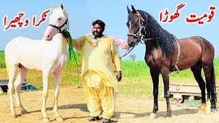 White Nukra Wachera For Sale  White Horse  Horse For Sale In Pakistan [upl. by Ailerua]