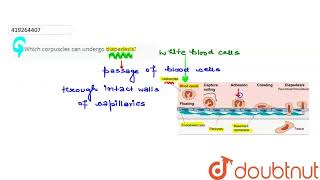 Which corpuscles can undergo diapedesis  CLASS 11  BODY FLUIDS AND CIRCULATION  BIOLOGY  D [upl. by Nah]