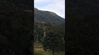 kalapani movie song holiday trip munnar 🌳🌳🌳happiness youtubeshorts mohanlal song shortvideo [upl. by Amara203]