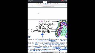 Oral Histology Lec3 Dentinogenesis Part 1  Department of Dentistry  2nd Stage [upl. by Lupien]