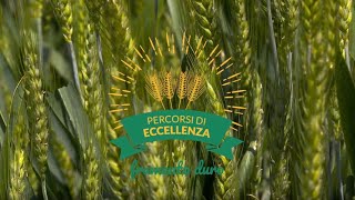 Percorsi di Eccellenza BASF 2018 – Frumento Duro [upl. by Kroy811]