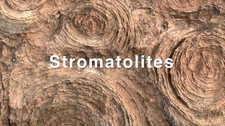 Stromatolites Mauritania [upl. by Vicky]