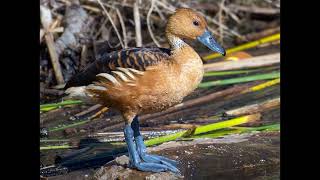 WhistlingDucks [upl. by Monroe908]