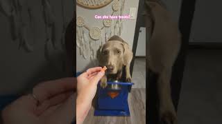 Can a megaesophagus dog have treats specialneedsdog megaesophagusdog dogshorts [upl. by Ahseniuq]