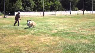 Watch Border Collie Learning To Herd Sheep [upl. by Zia]