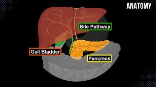 Bile Pathway Gall Bladder amp Pancreas  Anatomy [upl. by Lehman]