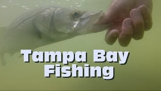 Tampa Bay Fishing [upl. by Theadora88]