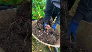 Sweet potatoes grown in containers and this is what we got [upl. by Pihc]