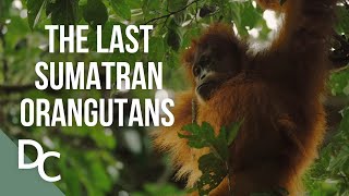 The Last Orangutans of Sumatra  1000 Days For The Planet  Documentary Central [upl. by Wonacott]