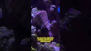 Caracol STROMBUS en el acuario marino 🐌 [upl. by Adigun]