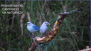 PASSARINHOS CANTANDO NA NATUREZA [upl. by Brynne]