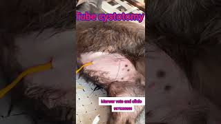 Tube cystotomy in calf urolithiasis shortscalculistone [upl. by Wylen]