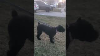 Bouvier Des Flandres [upl. by Savil]