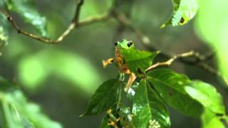 Gliding Tree frogs Agalychnis spurrelli [upl. by Sesiom]