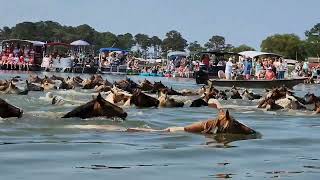 98th ANNUAL CHINCOTEAGUE PONY SWIM  July 26 2023 [upl. by Gollin438]