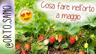 LAVORI NELLORTO A MAGGIO  COME PIANTARE I POMODORI E LE FRAGOLE  PISELLI ZUCCHINE CARCIOFI [upl. by Gar]