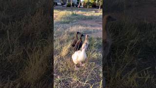 Harriet the Goose CHILDHOOD PART 11 Follow the leader with our ducks geese goose goslings [upl. by Arvonio]