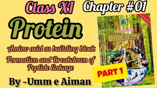 14 Protein Class 11 Biology Chap01 Biological Molecules Sindh board Part 1By Umm e Aiman [upl. by Salisbury]