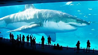 TOP 10 BIGGEST SHARKS IN THE WORLD [upl. by Warner730]