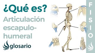 Articulación GLENOHUMERAL  Qué es partes tipo de articulación movimientos y lesiones [upl. by Myke]