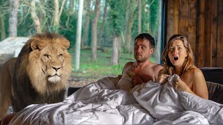 We stayed in a hotel with Lions in the room [upl. by Assed]