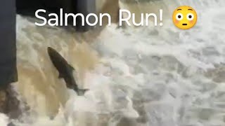 Salmon Run  Jumping on the Ladder shorts salmonrun fishing nature livestream [upl. by Mccarthy]